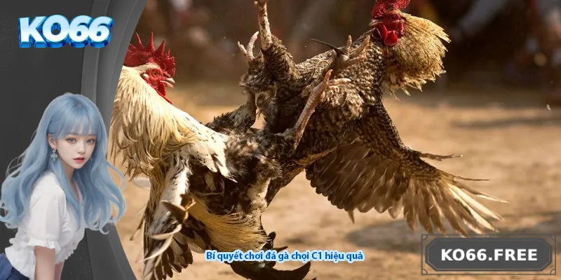 Bí quyết chơi đá gà chọi C1 hiệu quả