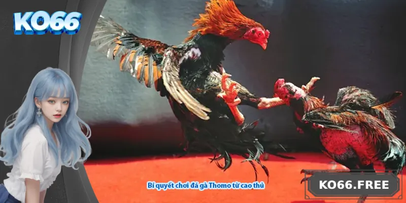 Bí quyết chơi đá gà Thomo từ cao thủ