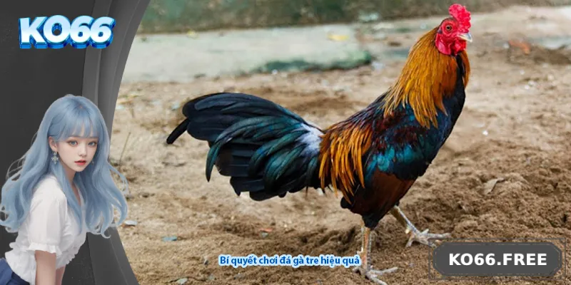 Bí quyết chơi đá gà tre hiệu quả