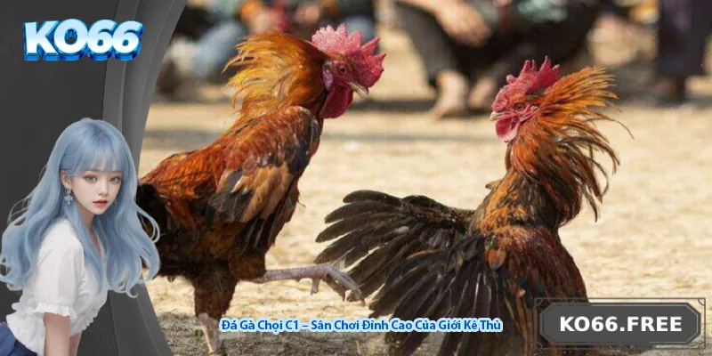 Đá Gà Chọi C1 – Sân Chơi Đỉnh Cao Của Giới Kê Thủ