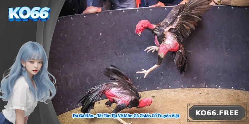 Đá Gà Đòn – Tất Tần Tật Về Môn Gà Chiến Cổ Truyền Việt