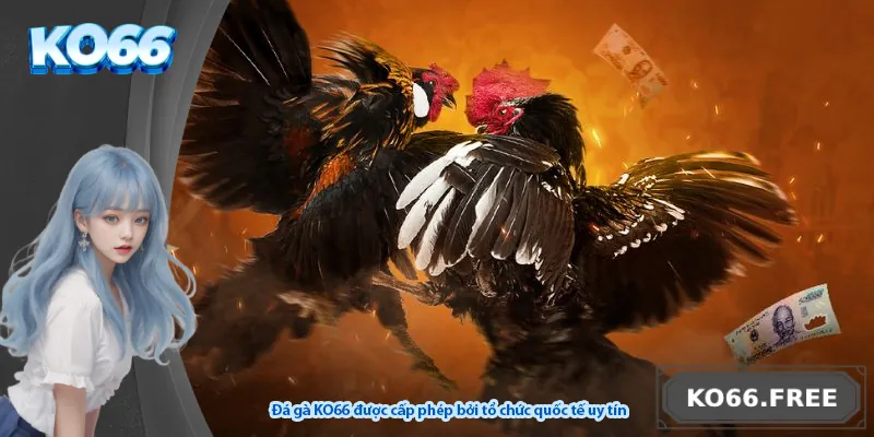 Đá gà KO66 được cấp phép bởi tổ chức quốc tế uy tín