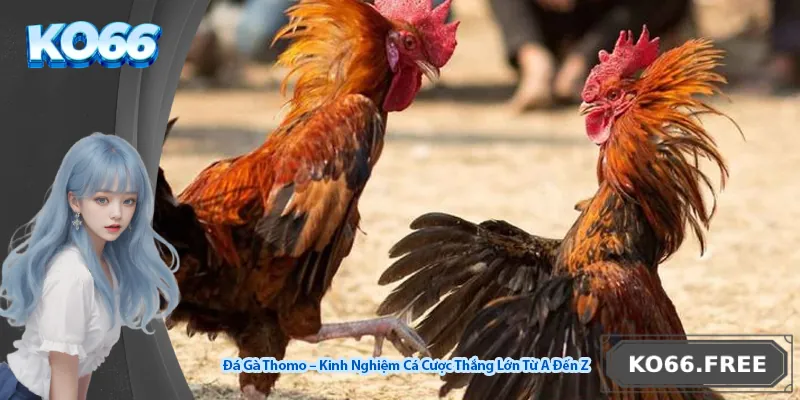 Đá Gà Thomo – Kinh Nghiệm Cá Cược Thắng Lớn Từ A Đến Z