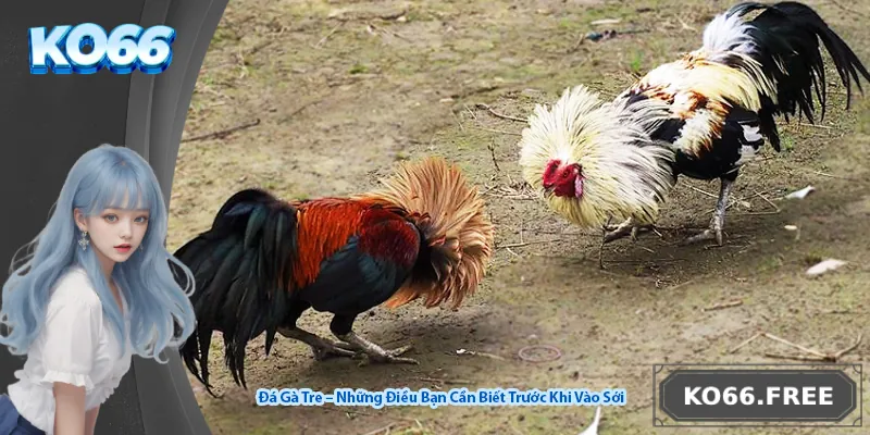 Đá Gà Tre – Những Điều Bạn Cần Biết Trước Khi Vào Sới
