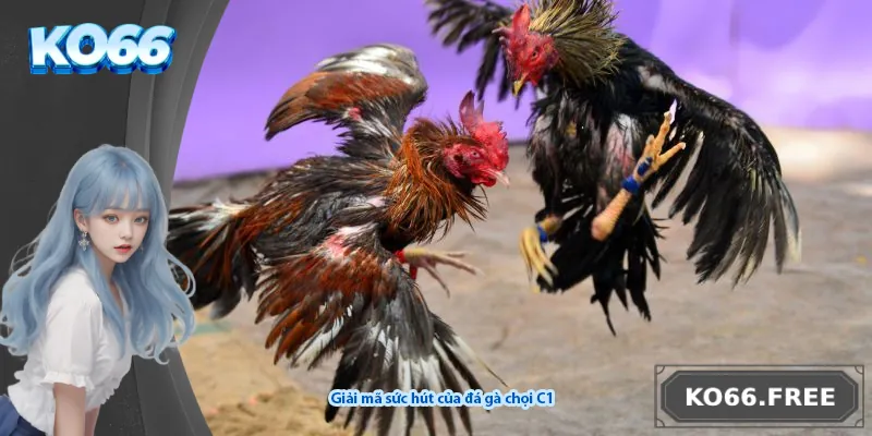 Giải mã sức hút của đá gà chọi C1