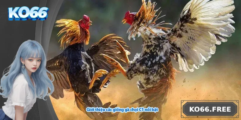 Giới thiệu các giống gà chọi C1 nổi bật