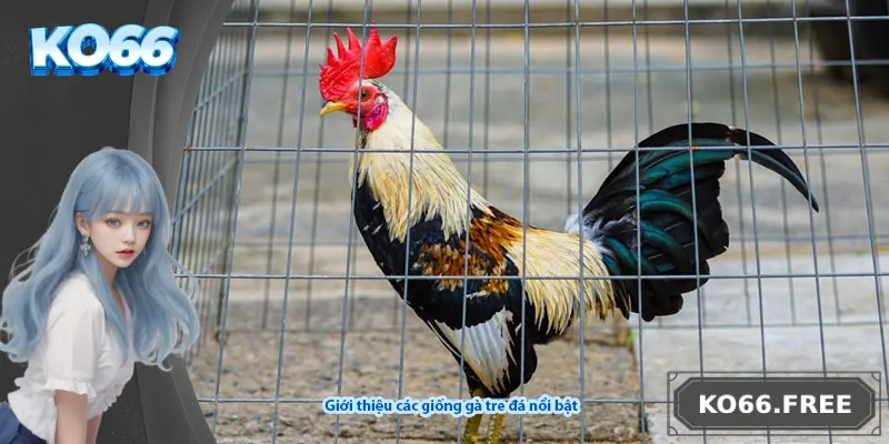 Giới thiệu các giống gà tre đá nổi bật