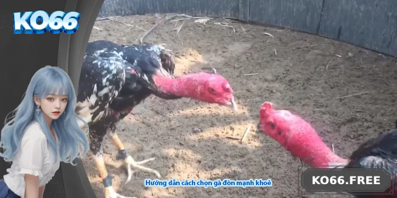 Hướng dẫn cách chọn gà đòn mạnh khoẻ