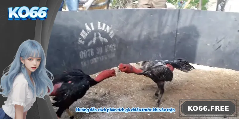 Hướng dẫn cách phân tích gà chiến trước khi vào trận