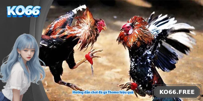 Hướng dẫn chơi đá gà Thomo hiệu quả