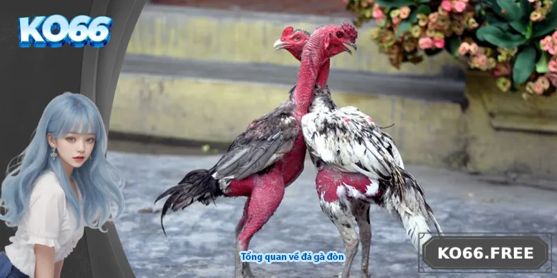 Tổng quan về đá gà đòn