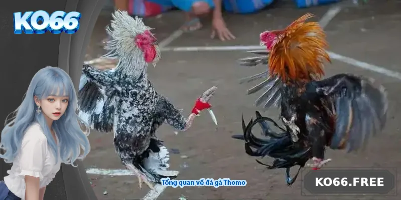 Tổng quan về đá gà Thomo